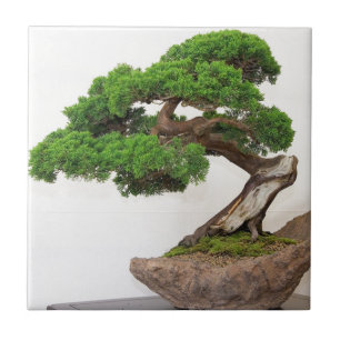 Bonsai-boom- natuurlijk tegeltje