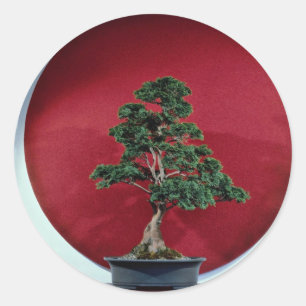 Bonsai-boom Ronde Sticker