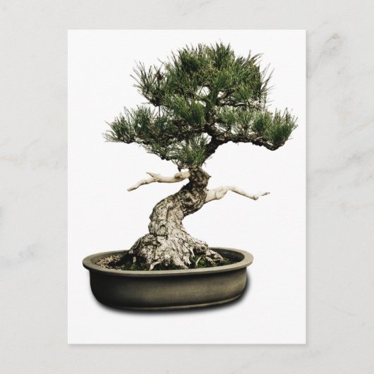 Bonsai Briefkaart (Voorkant)