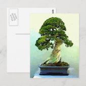 Bonsai Cypress-boom Briefkaart (Voorkant / Achterkant)