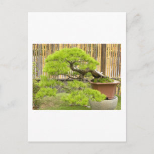 Bonsai Greetings/Invitation Briefkaart