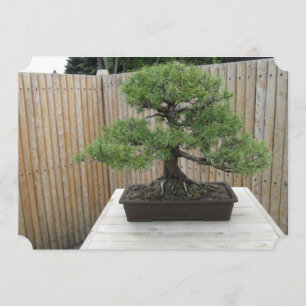 Bonsai Mugo Pine Wedding Invitations Kaart