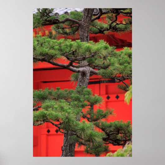 Bonsai Pine Tree Poster (Voorkant)