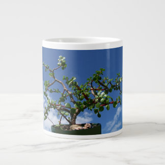 Bonsai portulacaria afra extra grote beker