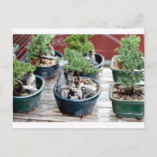 Bonsai Tree Briefkaart