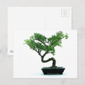 Bonsai Tree Briefkaart (Voorkant / Achterkant)