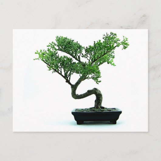 Bonsai Tree Briefkaart (Voorkant)