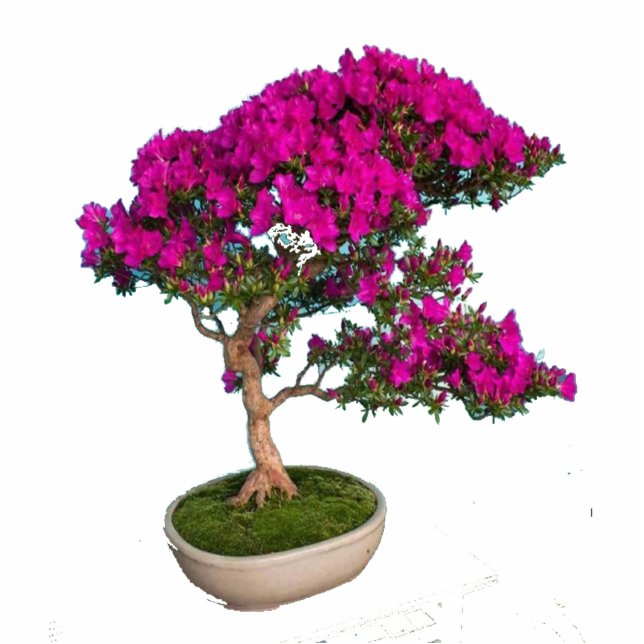 Bonsay Fuxia Staand Fotobeeldje (Voorkant)