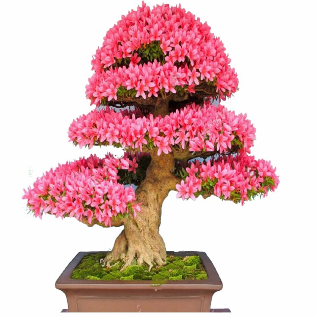 Bonsay Rosa Staand Fotobeeldje (Voorkant)