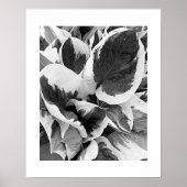 Bonte Hosta Zwart en Wit Bloemmotief Poster (Voorkant)