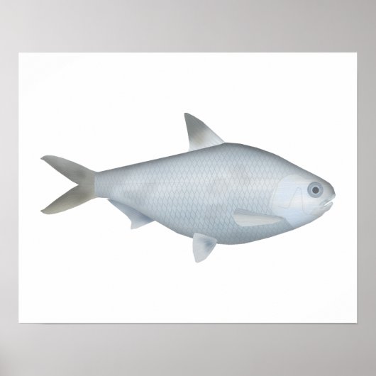 Bony Bream Poster (Voorkant)