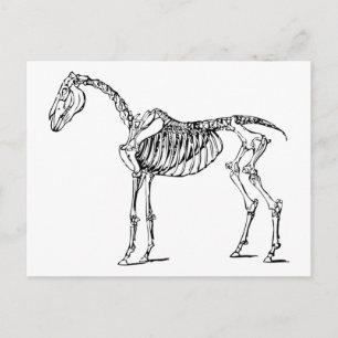 Bony Horse Briefkaart