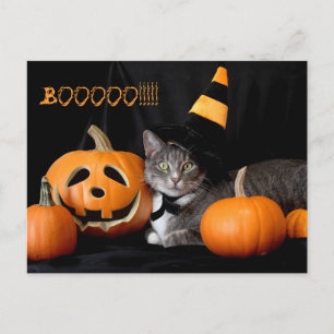 Boo Halloween Briefkaart met kat