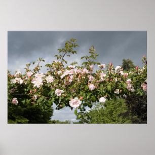 boog van rozen poster