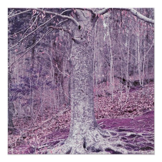 Boom bij Dunbar Perfect Poster (Voorkant)