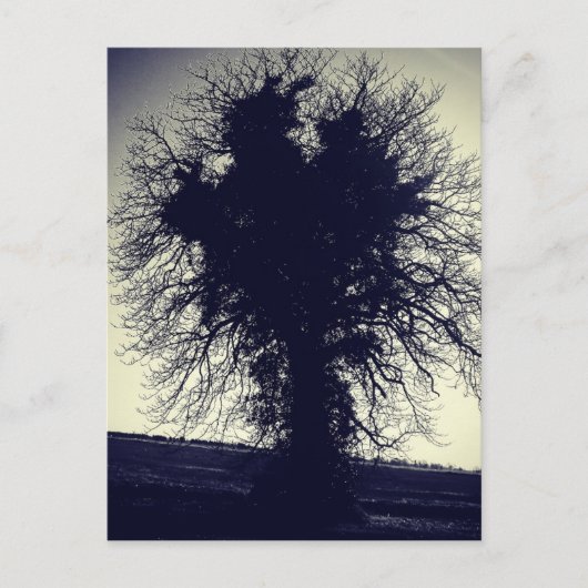 Boom Briefkaart (Voorkant)