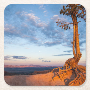 Boom Clings to Ledge, Bryce Canyon National Park Vierkante Kartonnen Onderzetter