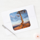 Boom Clings to Ledge, Bryce Canyon National Park Vierkante Sticker (Envelop)