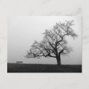 Boom en bank in mist briefkaart