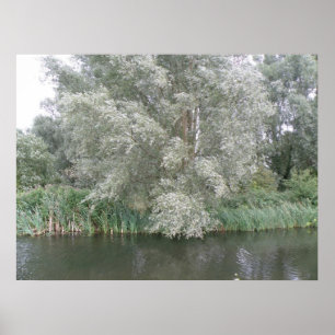 Boom- en rivierlandschapsafdrukken poster
