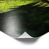 Boom Fern in het regenwoud Foto Afdruk (Hoek)