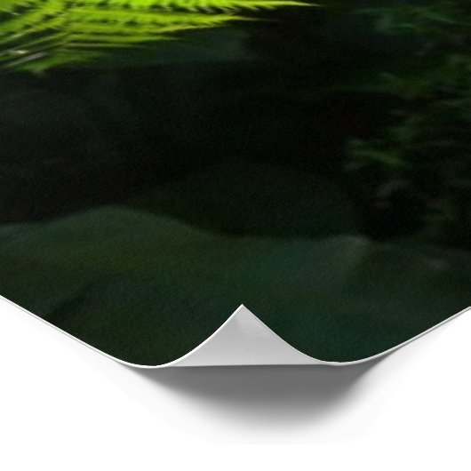 Boom Fern in het regenwoud Poster (Hoek)