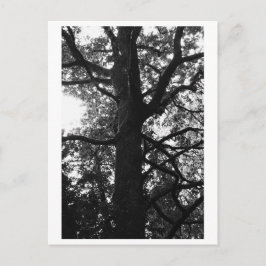 Boom fotografie - Feronia ansichtkaart Briefkaart