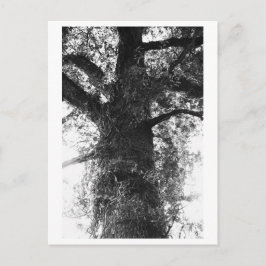 Boom fotografie - Treow Briefkaart