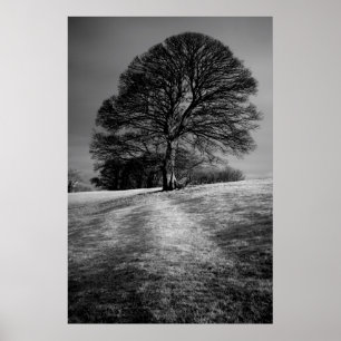 Boom gevormd door de wind poster