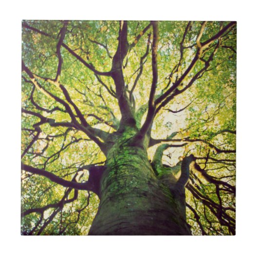 Boom Hugging Tegeltje (Voorkant)