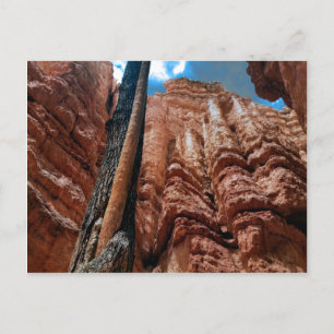 Boom-in-boom Navajo Loop bij Bryce Canyon Briefkaart