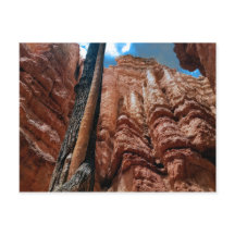 Boom-in-boom Navajo Loop bij Bryce Canyon