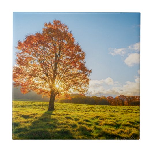 Boom in brand tegeltje (Voorkant)