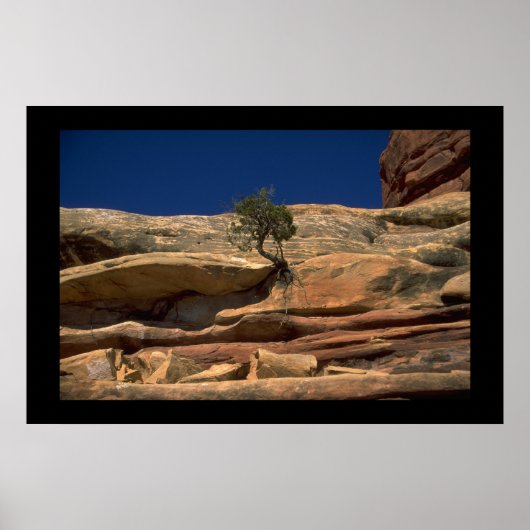 Boom in de muur poster (Voorkant)