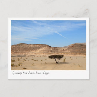 Boom in de woestijn, Zuid-Sinaï, Egypte Briefkaart