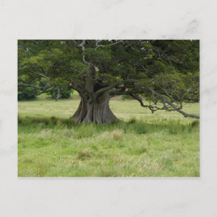 Boom in een veld briefkaart