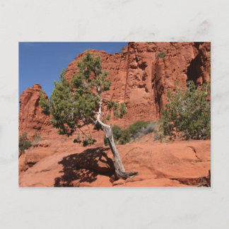 Boom in Sedona, Arizona Briefkaart