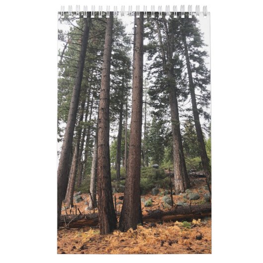 Boom Kalender (Hoes)