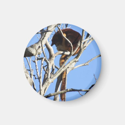 Boom Kangaroo Magnet Magneet (Voorkant)