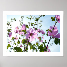 Boom Mallow Blooms in Summer Poster