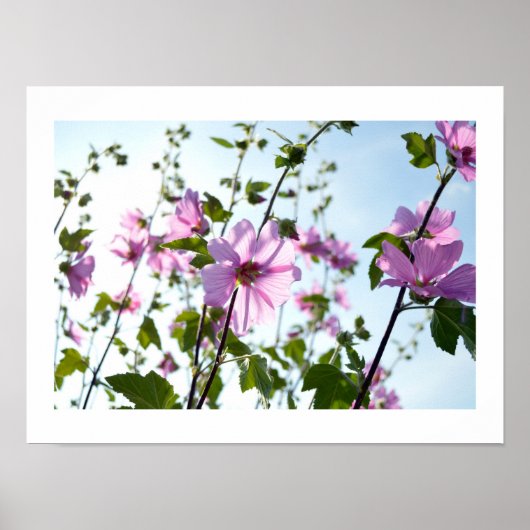 Boom Mallow Blooms in Summer Poster (Voorkant)