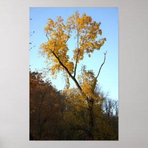 Boom met geel blad Poster