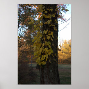 Boom met geel blad Poster