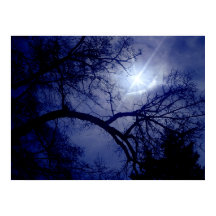 Boom met wandgrootte Silhouette Poster