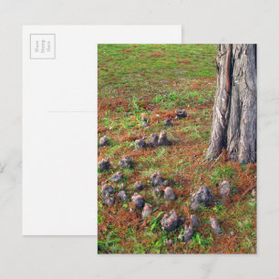 Boom met wortels die Natuur fotografie tonen Briefkaart