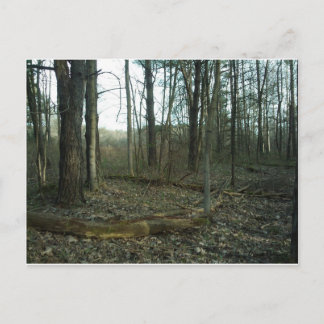 Boom omcirkeld door Natuur Briefkaart