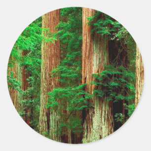 Boom Oude Reuzen Redwoods Ronde Sticker