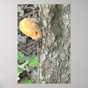Boom Paddenstoelen Poster