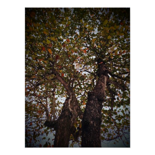 Boom Perfect Poster (Voorkant)