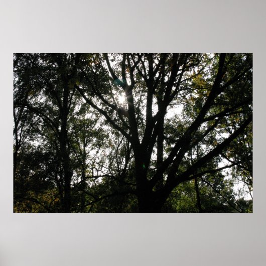 Boom Poster (Voorkant)